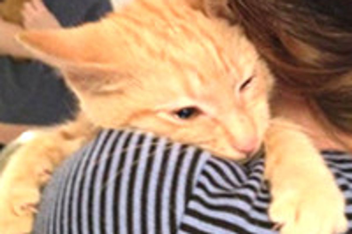 Top 20 Amazing Cat Stories of 2012