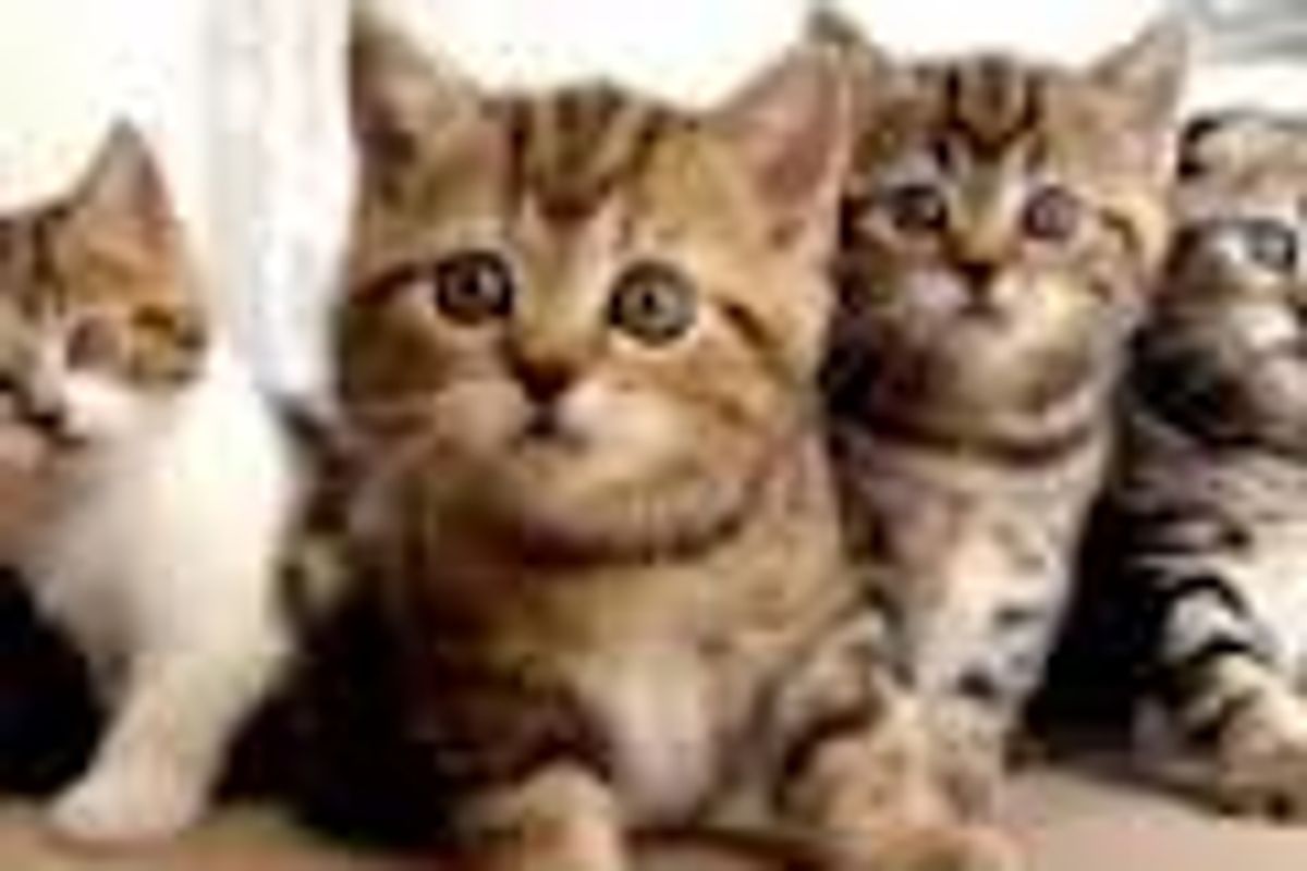 Top 15 Adorable Cat Videos of 2012
