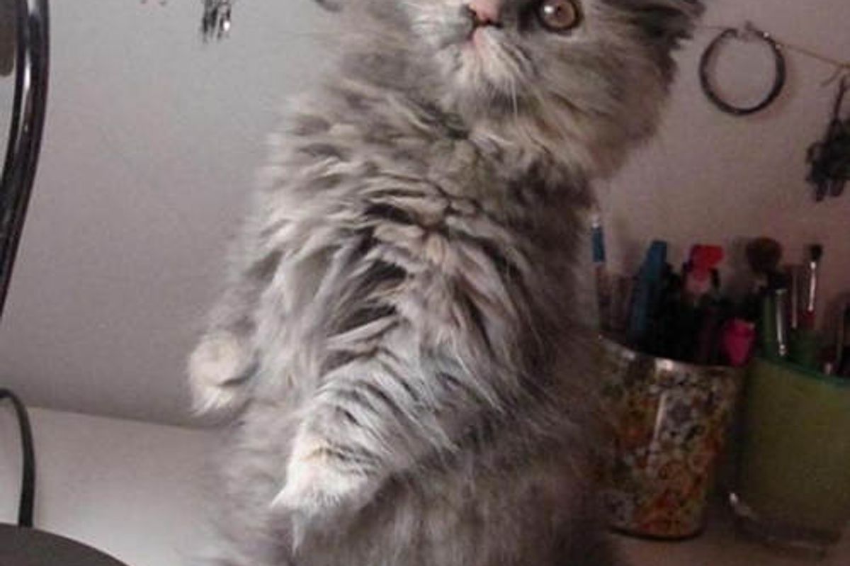 Izzy the Fluffy Feline Supervisor