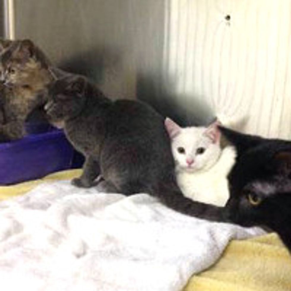 Man Saves Four Cats in Frigid Blizzard