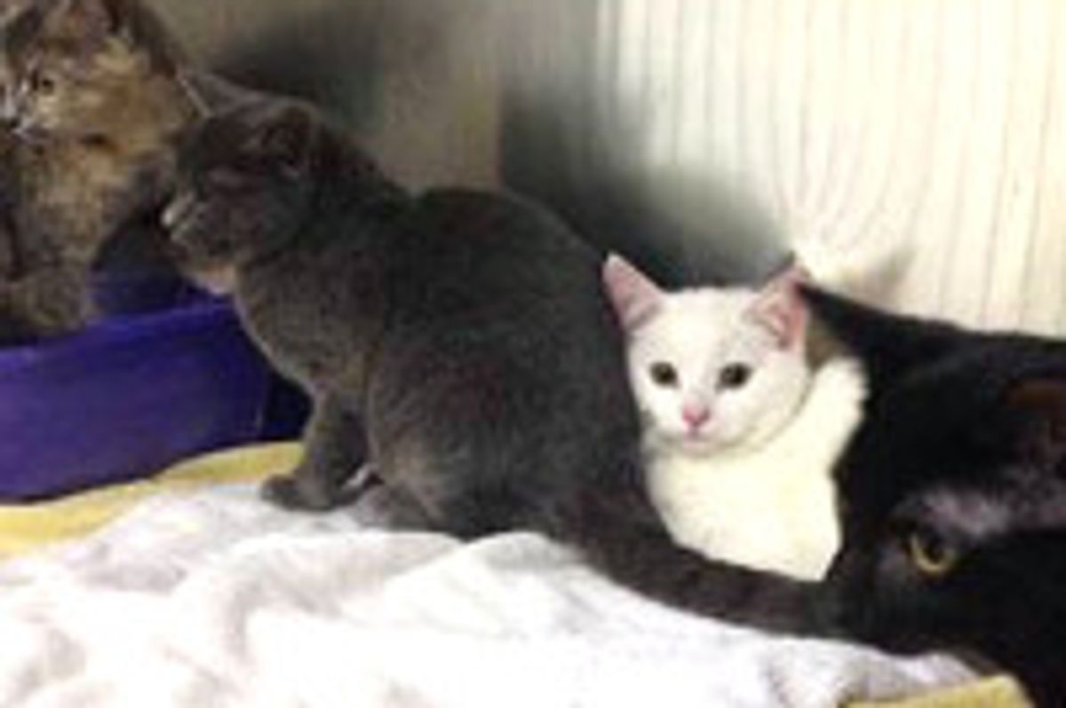 Man Saves Four Cats in Frigid Blizzard