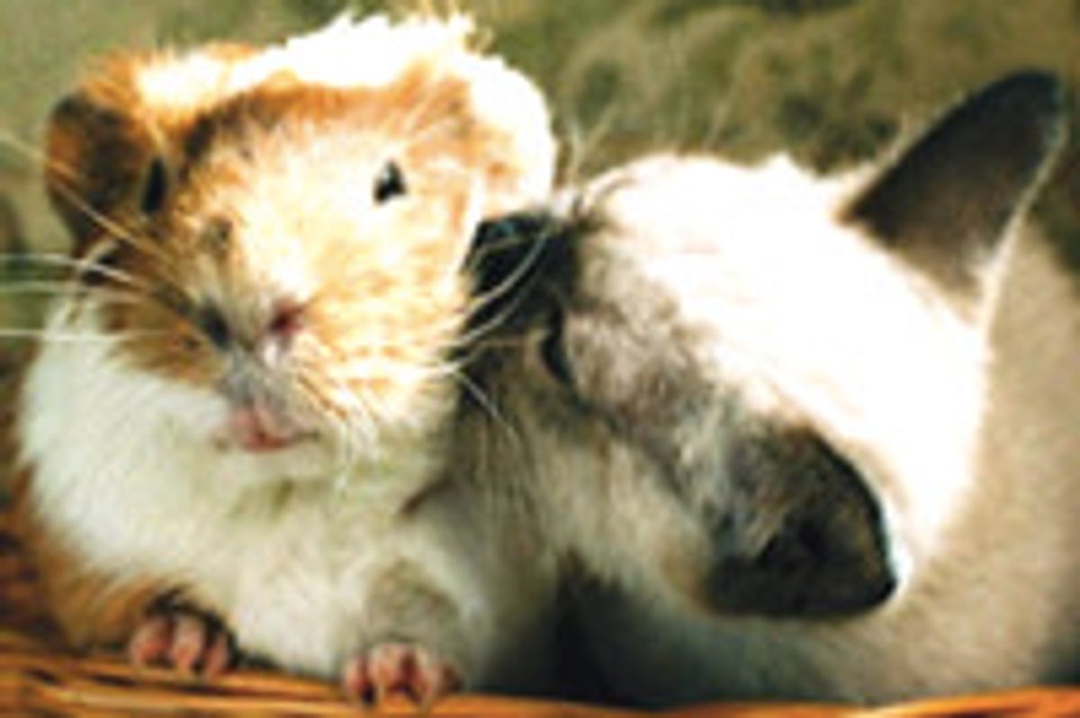 Friendship of Kitty and Guinea Pig