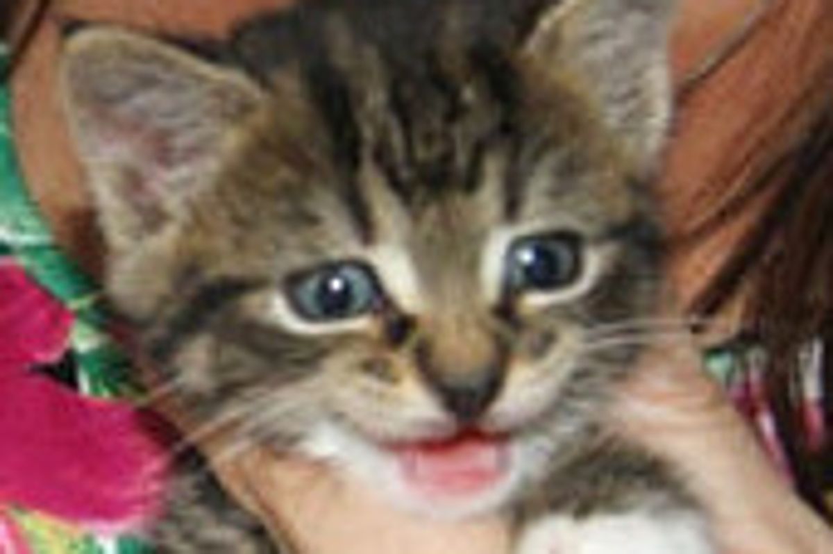 Life Changes for Mika the Orphaned Kitten