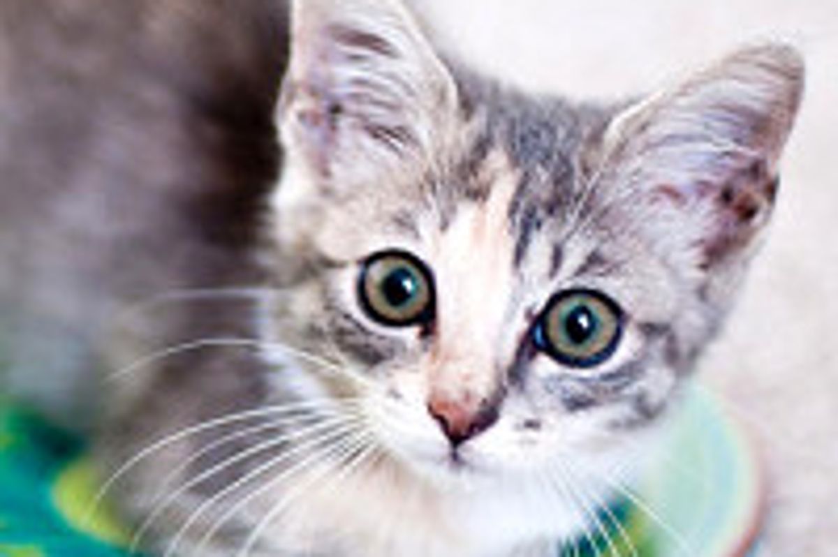 Kitten Rescued from Bushes: Then and Now