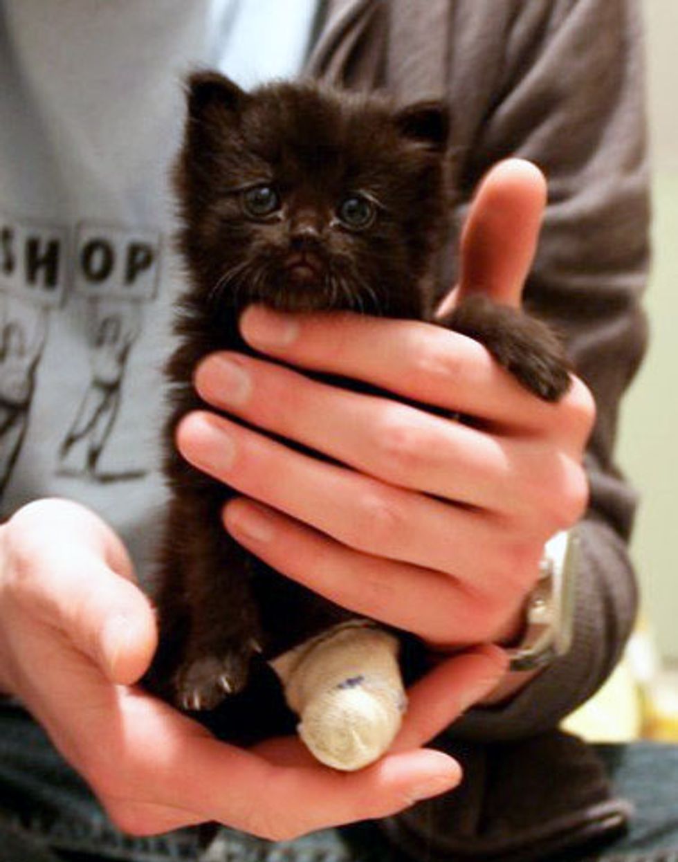 Tiny Tripod Kitty Finds a Second Chance