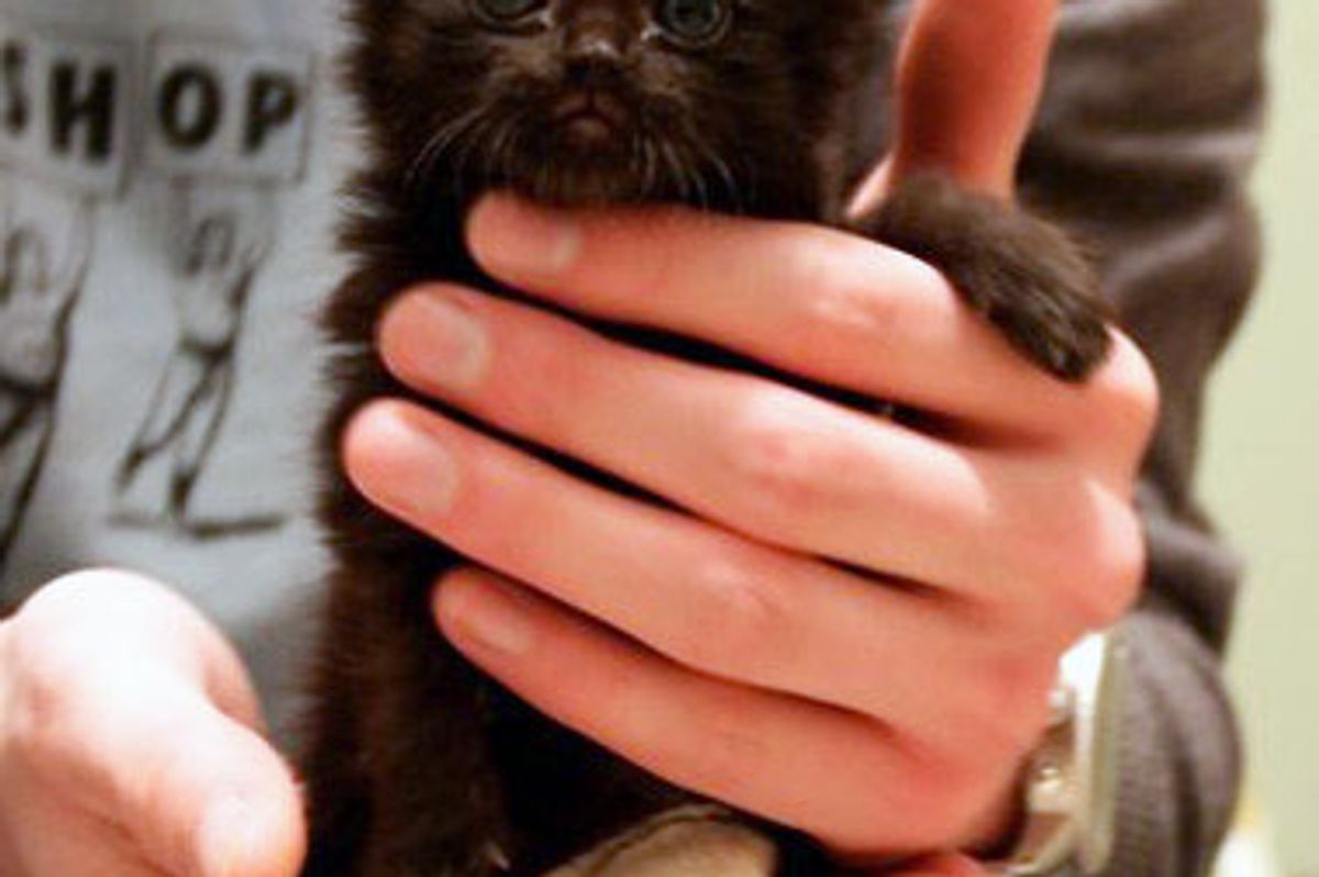 Tiny Tripod Kitty Finds a Second Chance