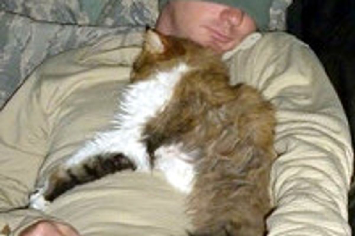 Stray Cat from Middle East Adopted by US Army