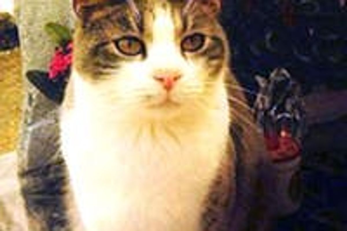 Loyal Cat Brings Gifts and Visits to His Master’s Tomb