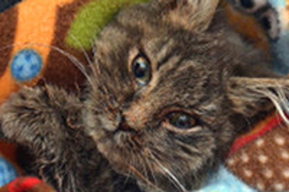 Young Man Saves Stray Cat from the Streets in Brooklyn