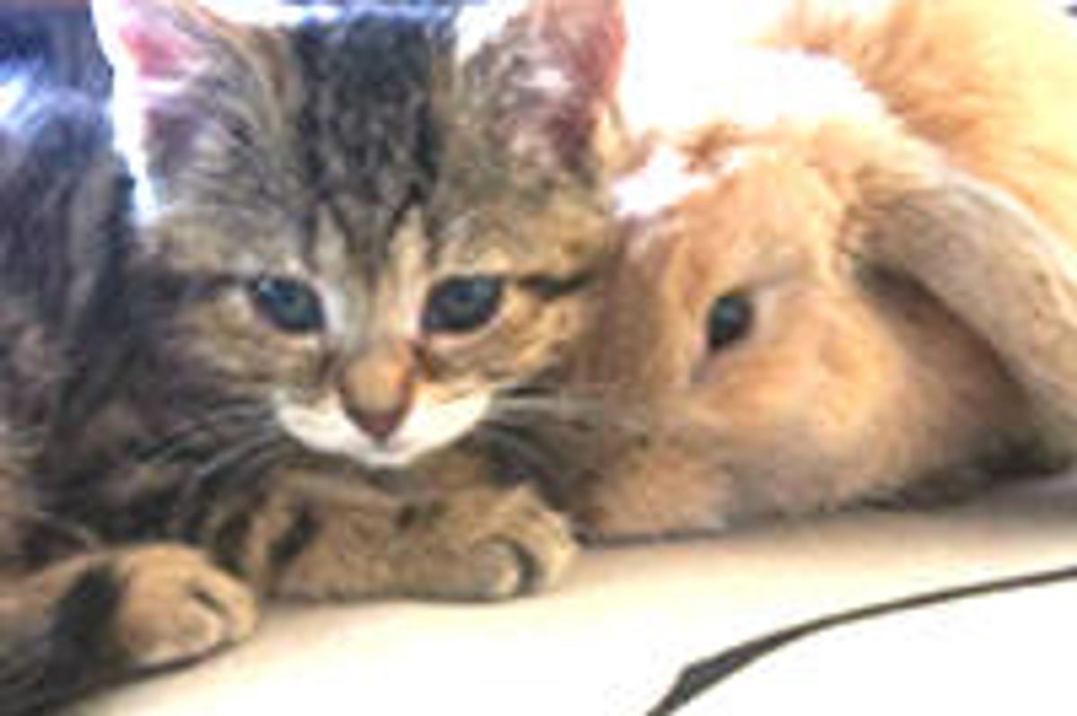 Blind Kitten and Rabbit Find Each Other & Become Best Friends