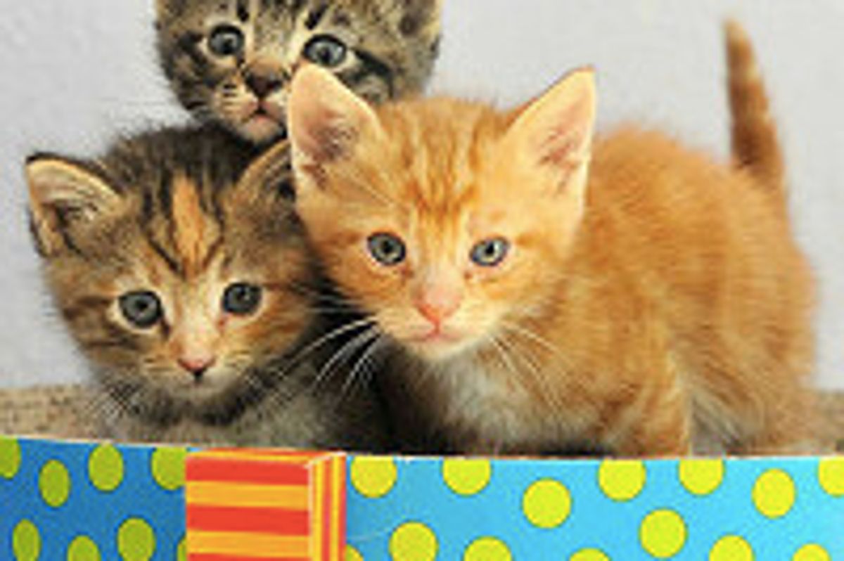 Little Fuzzy Kittens Rescued on Property