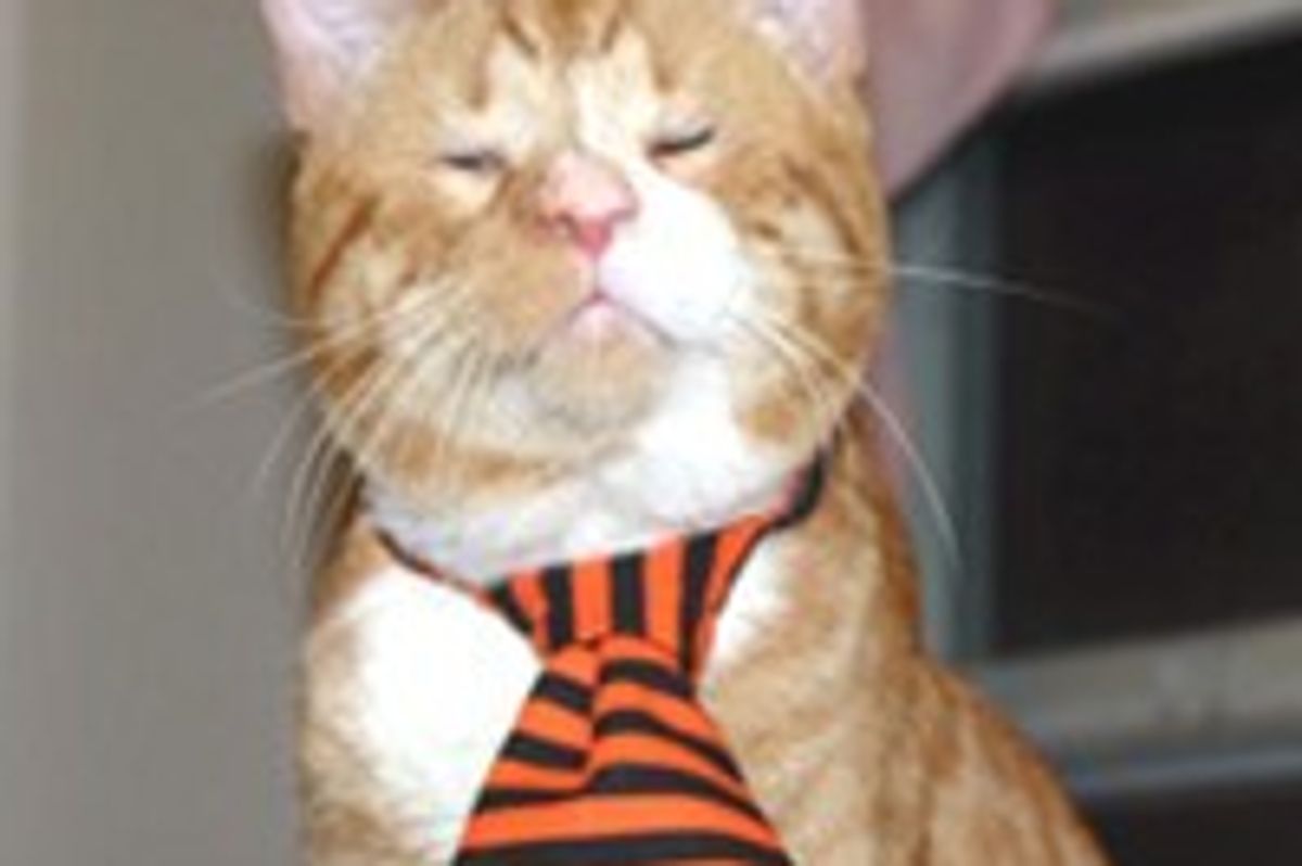 Orange Wonder Cat Lives on Streets Blind, Finds a Place to Call Home