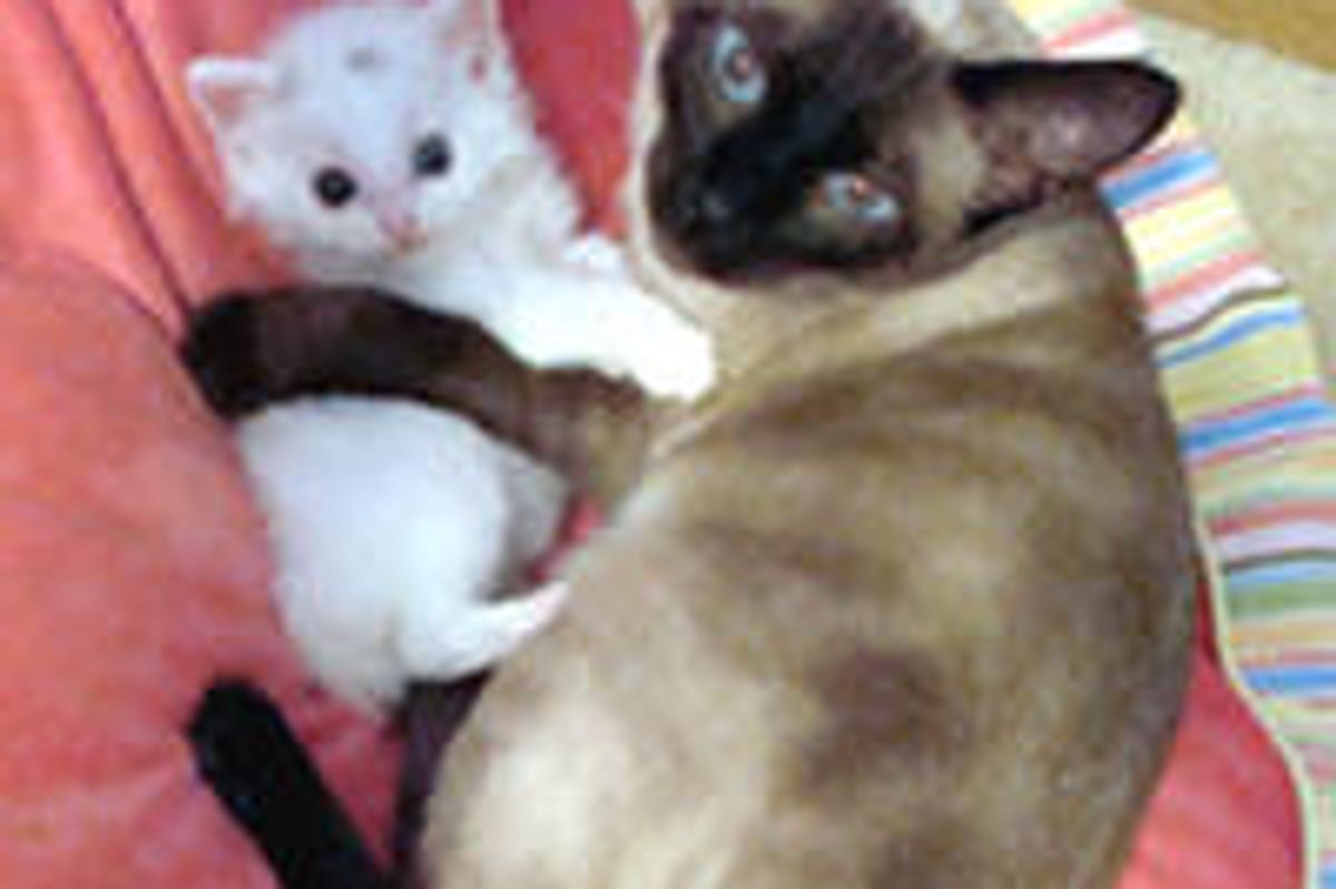 Kitty's New Friend Reminiscent of Her Old Best Friend