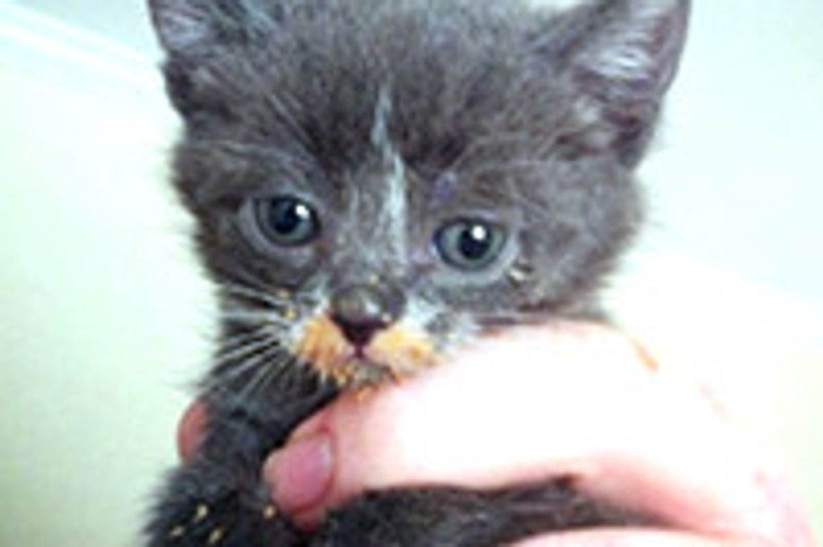 Journey of Three Orphaned Kittens to Happy House Cats