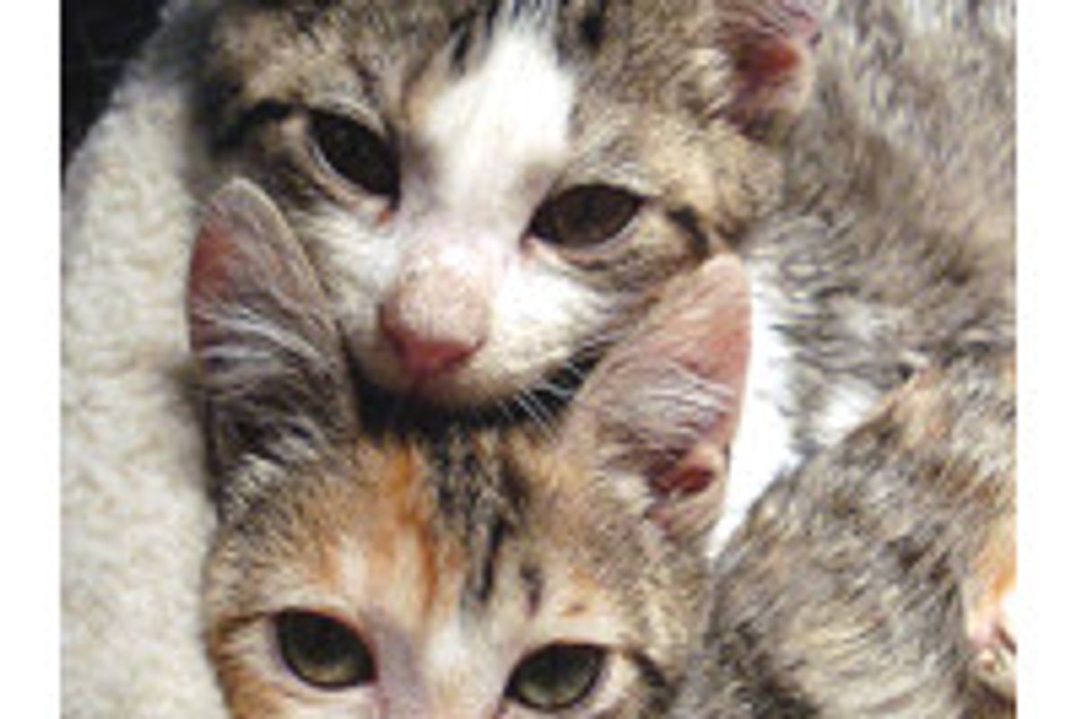 Three Kitties with Cerebellar Hypoplasia Wobble into Forever Homes
