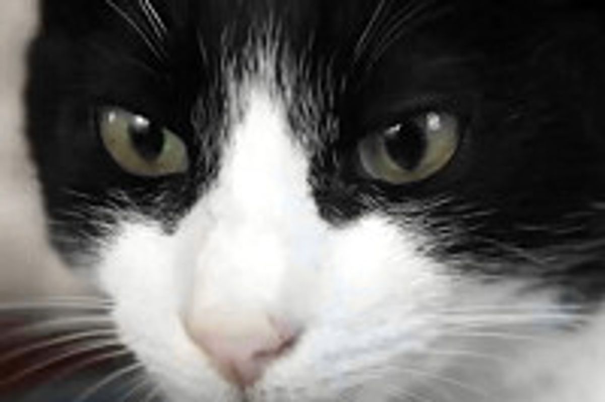 Merlin the Cat, Possibly the Loudest Purrer