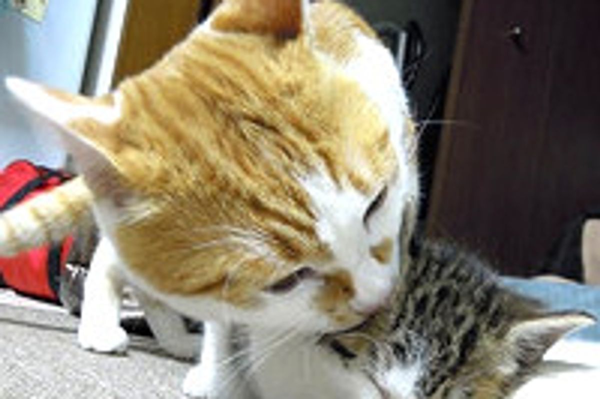Kitten Adopted by Cat, Chronicle of Their Friendship
