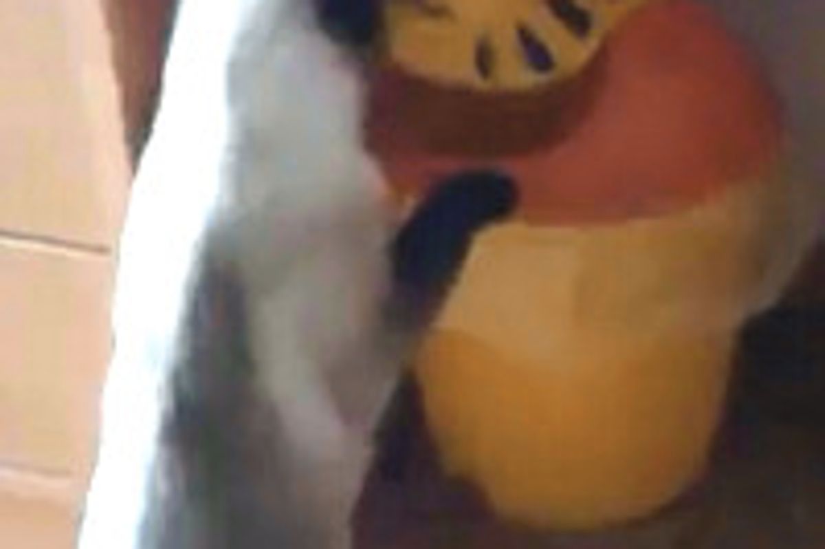 Kitty Boxing Tiger Face