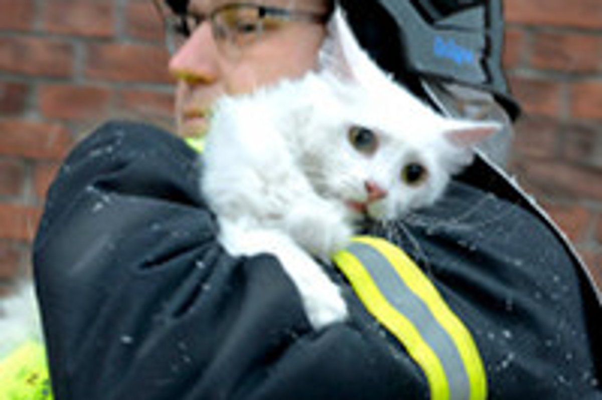 Kitty Saved from Fire, Happy Reunion