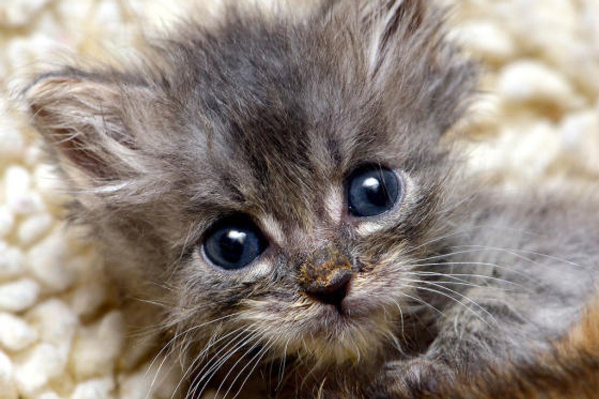 Kitty Smudged His Nose into Our Hearts