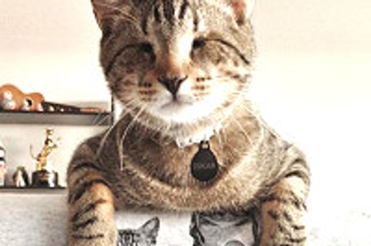Oskar the Blind Cat Plays Fetch
