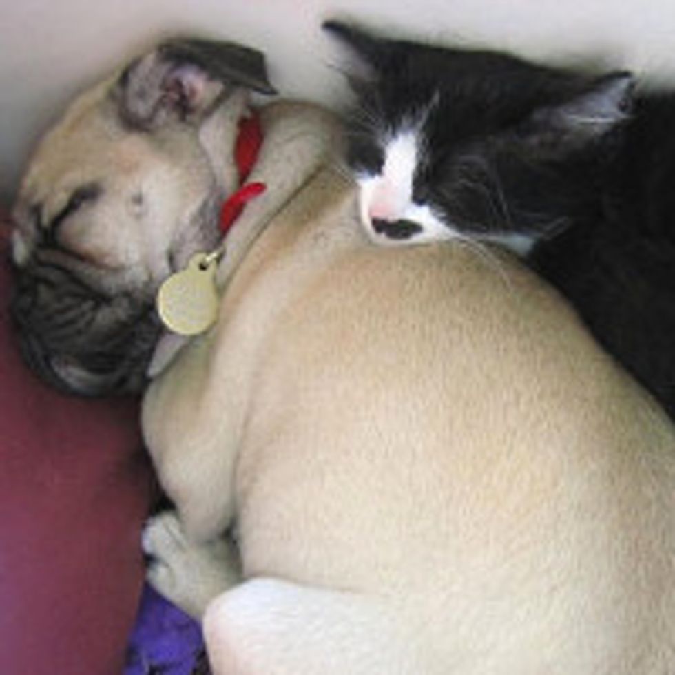 A Perfect Friendship