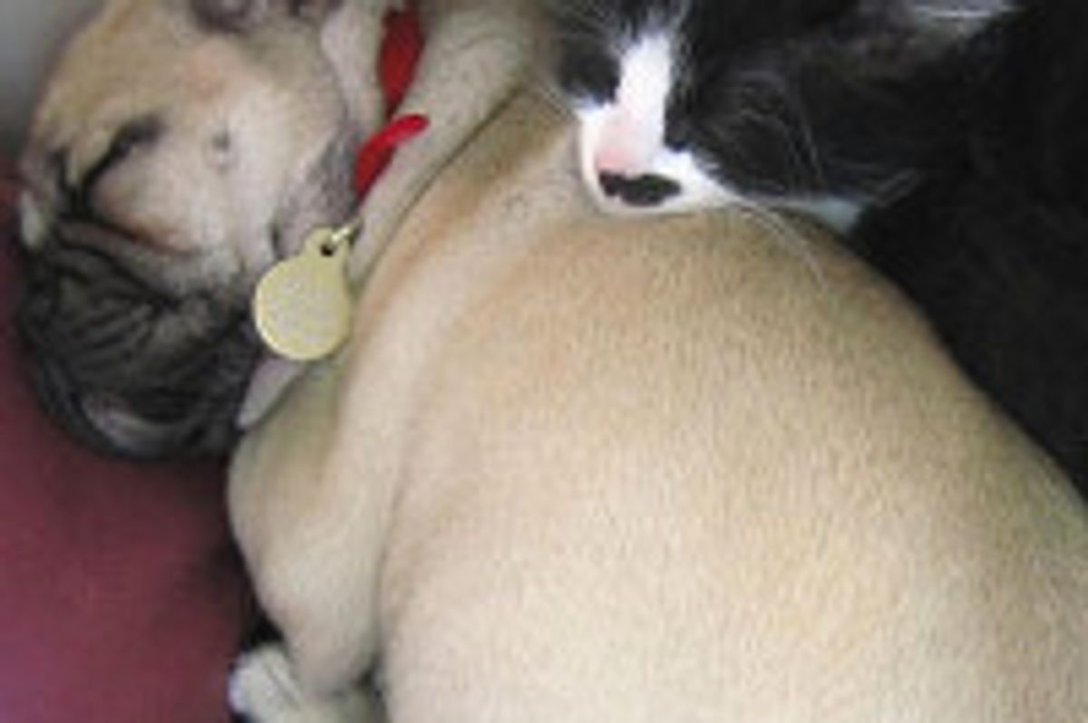 A Perfect Friendship