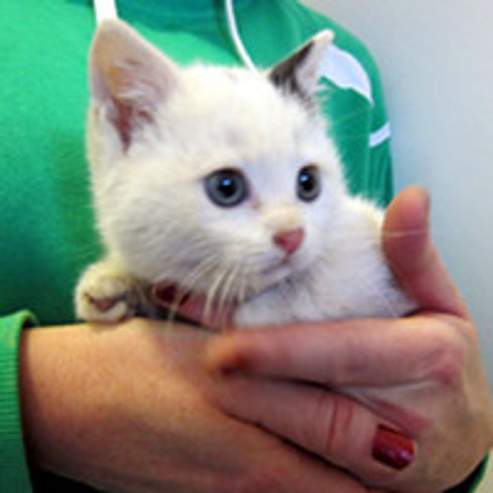 Several Feral Kittens Rescued from Backyard in Brooklyn