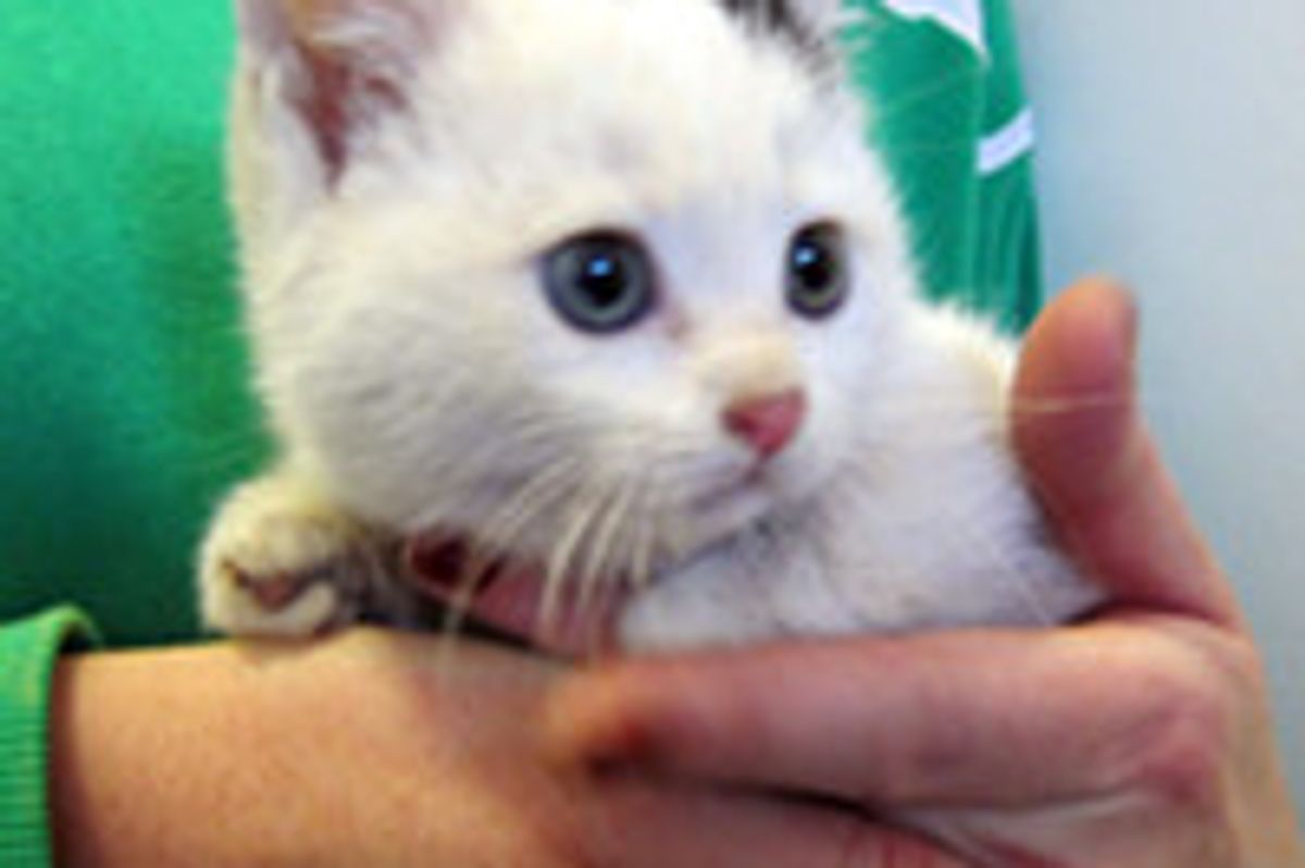 Several Feral Kittens Rescued from Backyard in Brooklyn