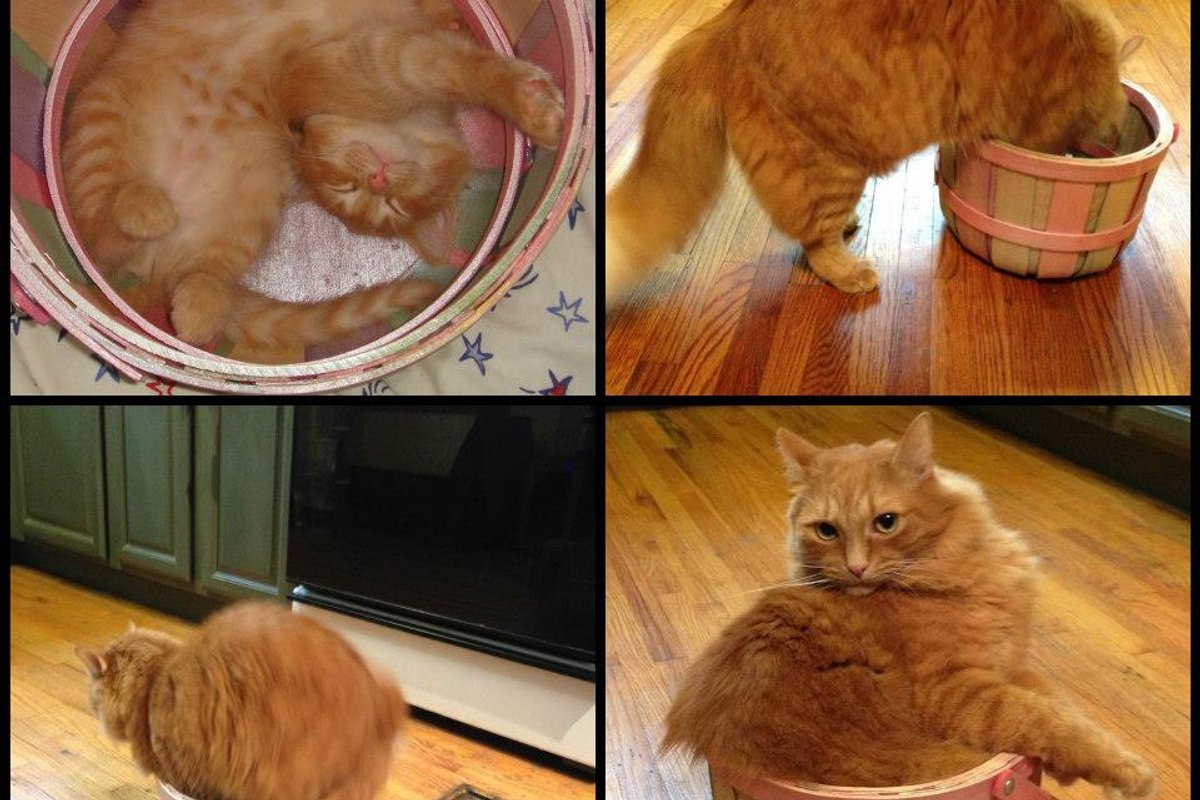 Kitty and His Bucket