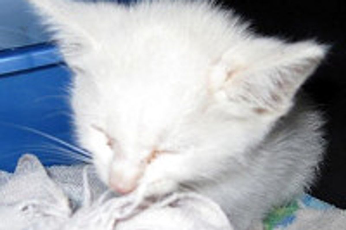 Kitten Saved from the Middle of a Busy Road, Now Thrives