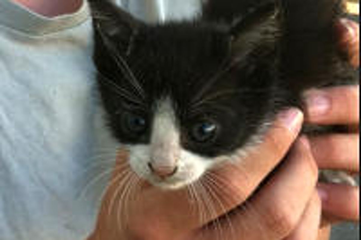 Kitty Receives a Fighting Chance at Good, Long Life