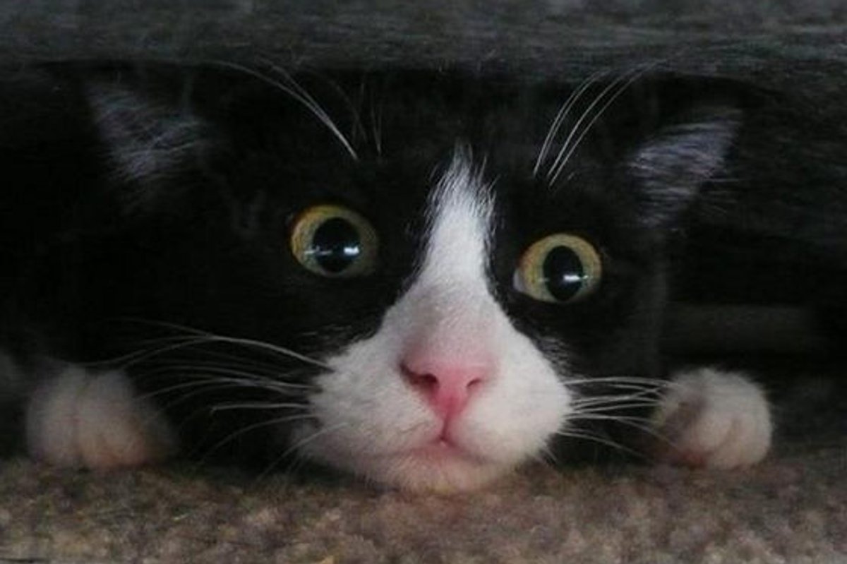 Under the Couch