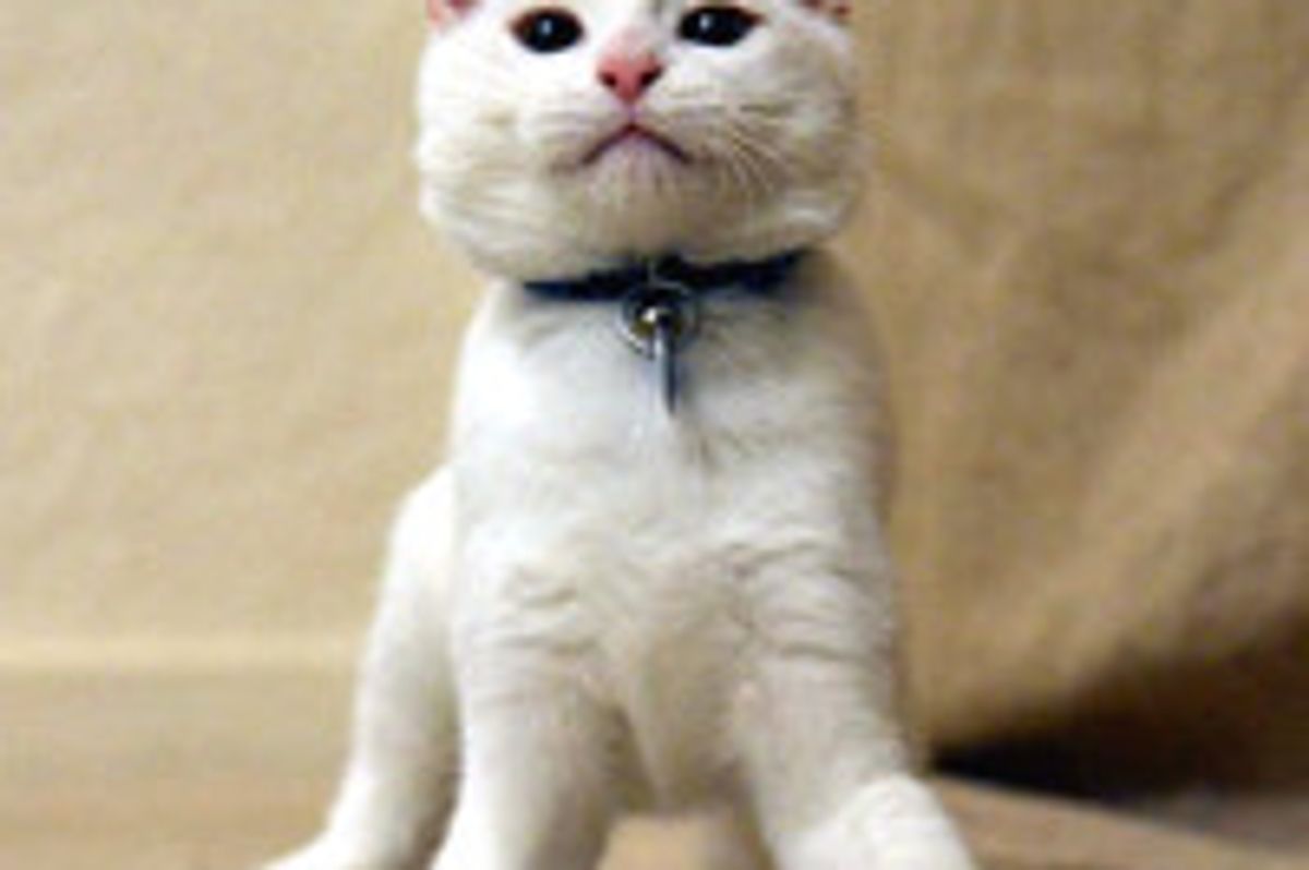 Harvey the Kitten Learns to Walk on His Elbows After Being Born without Bones in Front Legs