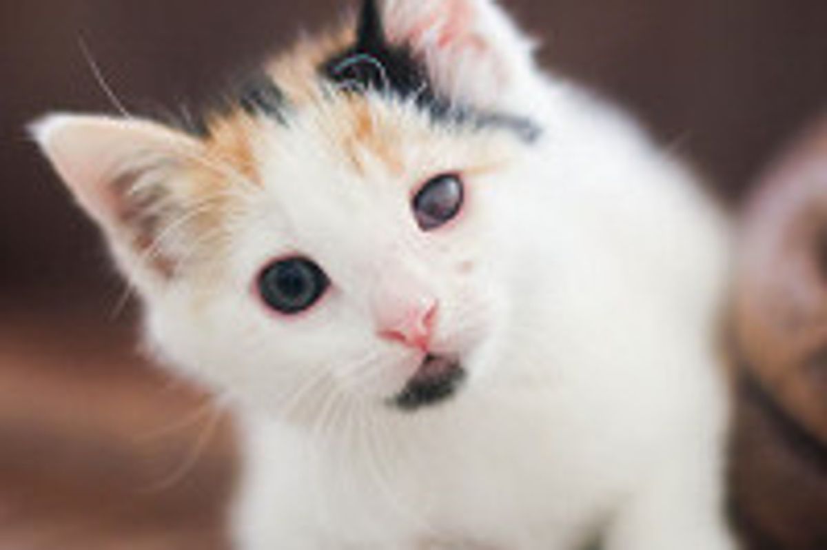 Lucky the Kitty Sees Through One Eye