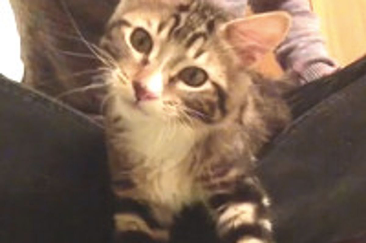 Rupert Wobblepants Wobbles into New Life