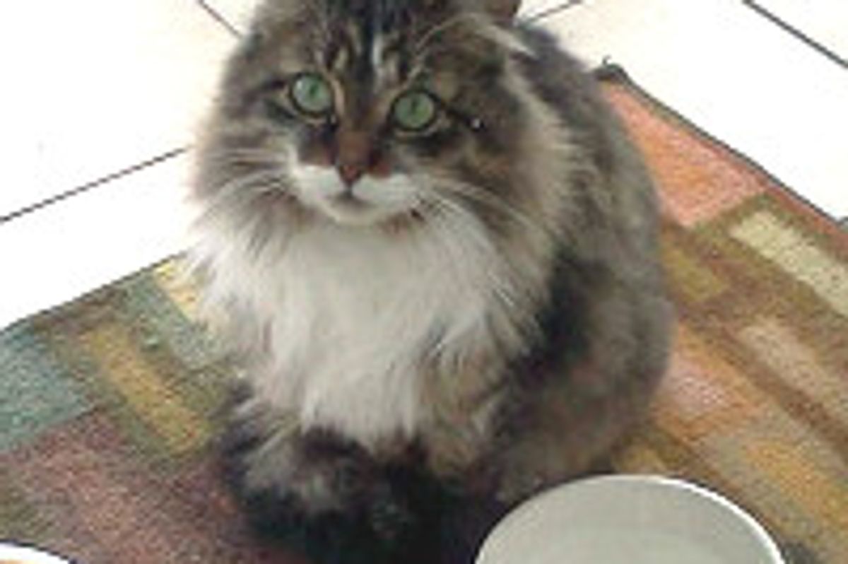 Family Keeps Feral Cat Mom & Her Kitty Warm During Bitter Cold in Montreal