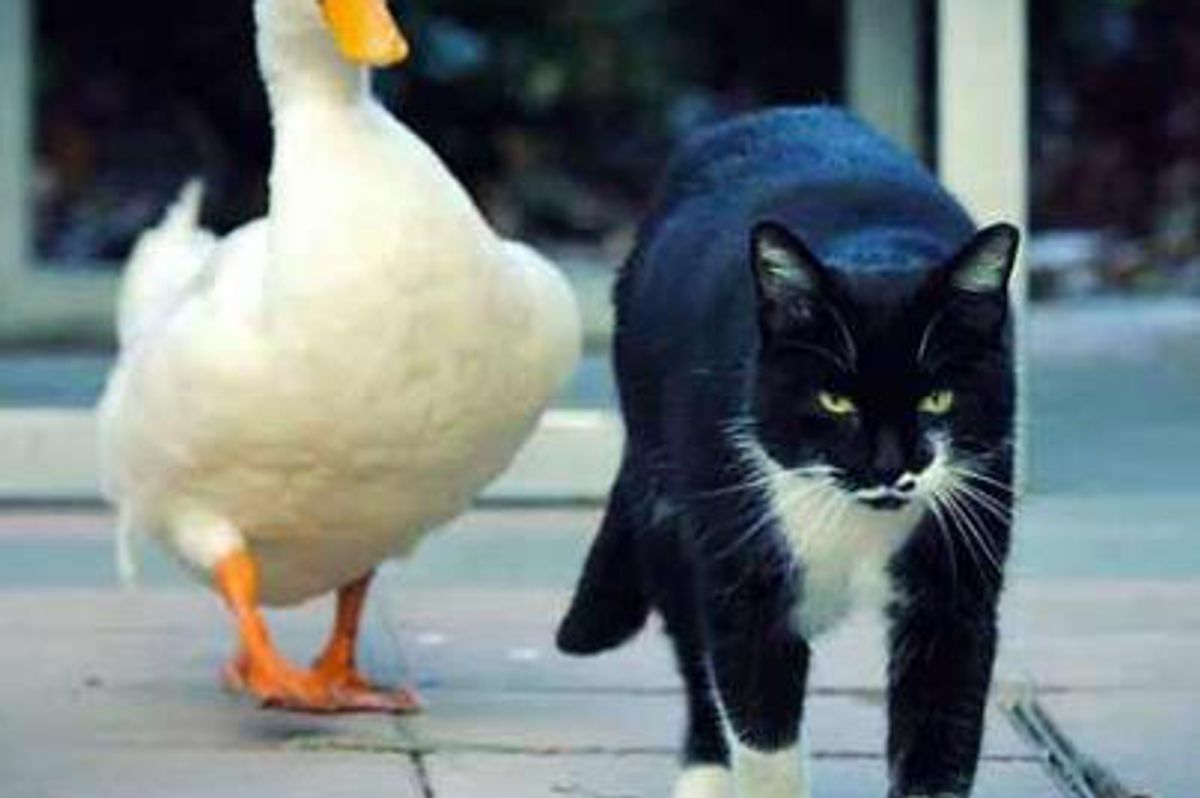 Cat and Duck Best Friends, Become Celebrities at University