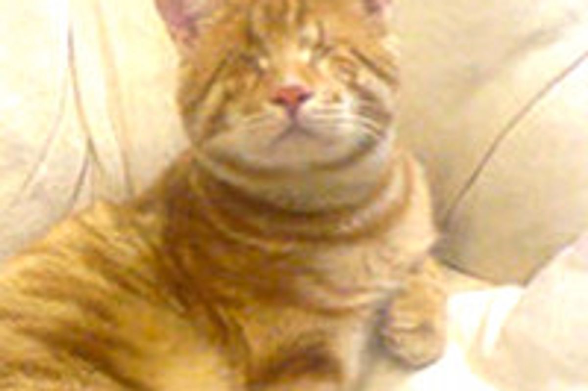 Minik the Blind Wonder Cat