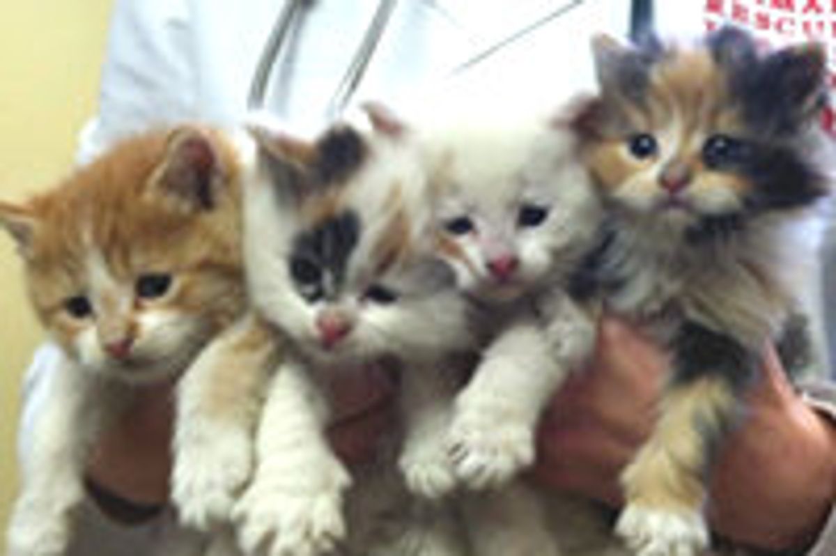 Abandoned Kittens Saved from Freezing Cold in Boston