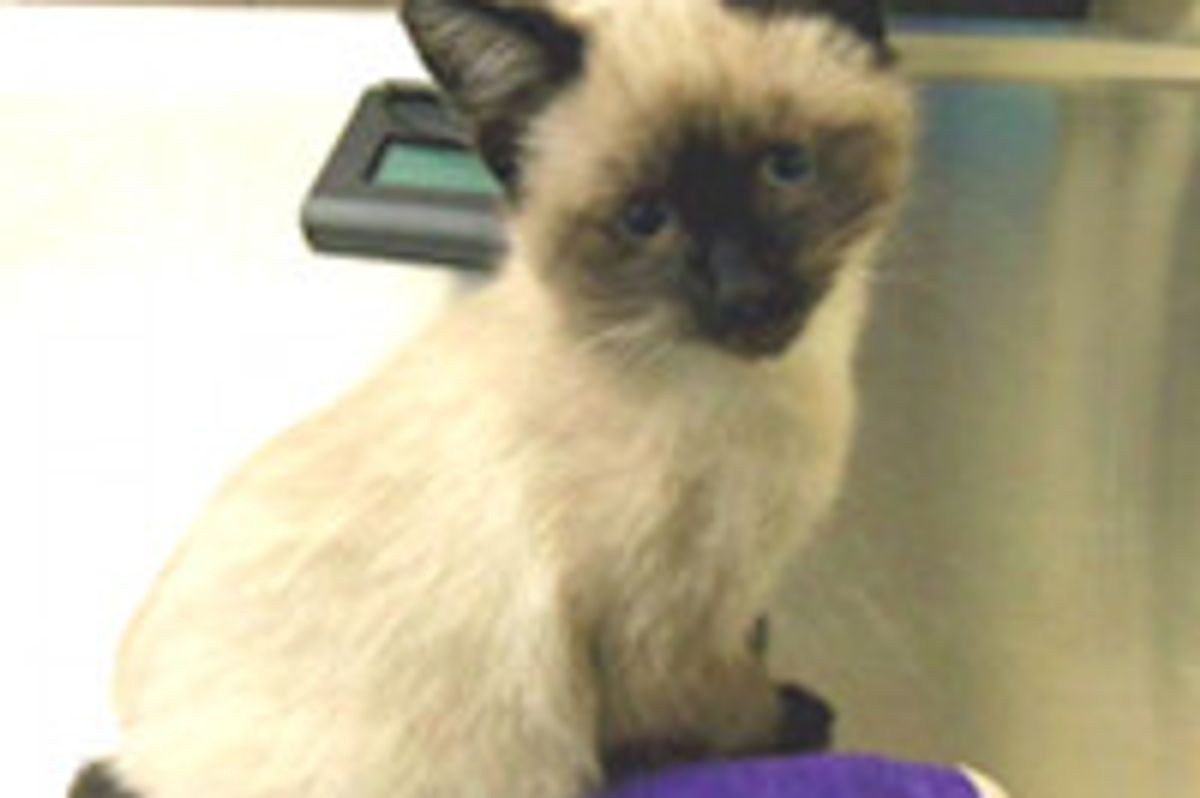 Update: Pretzel the Blind Kitten Born with "Backwards" Legs