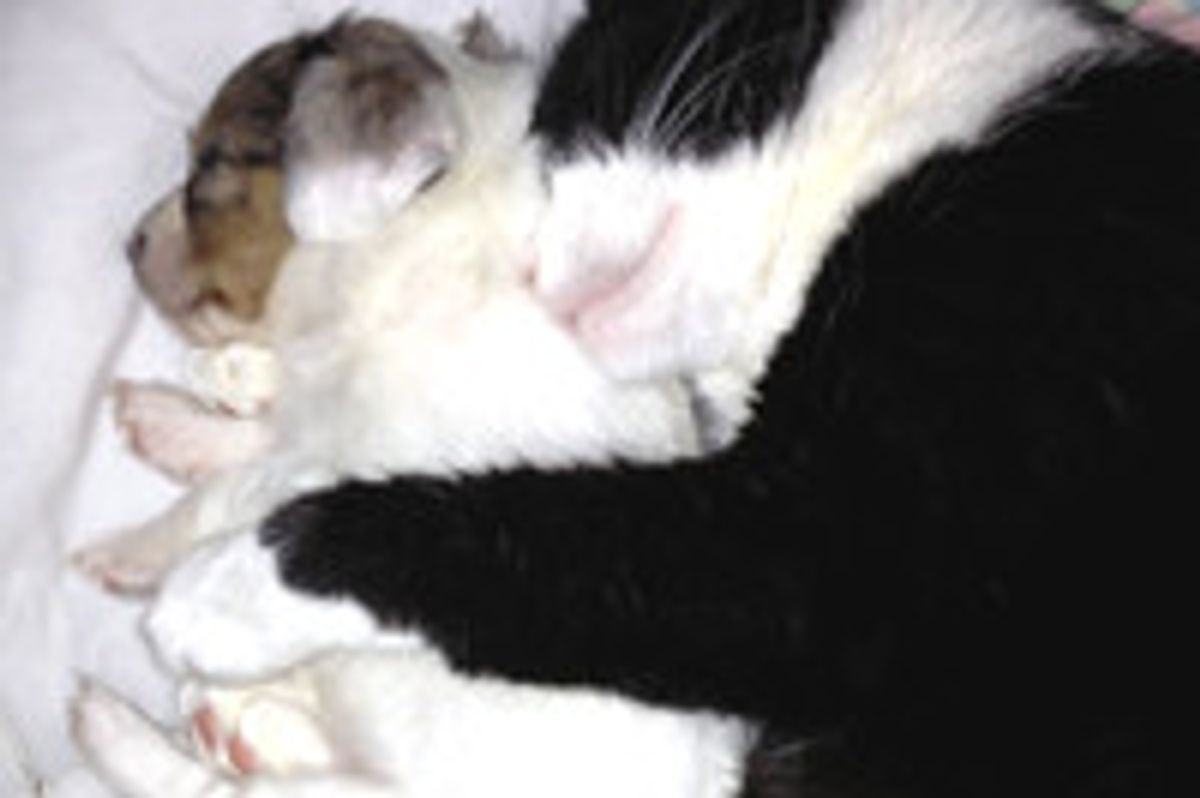Rescue Cat Cuddles Adopted Puppy to Sleep
