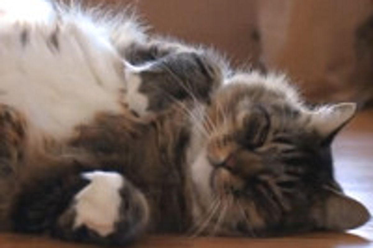 A Cat in Love