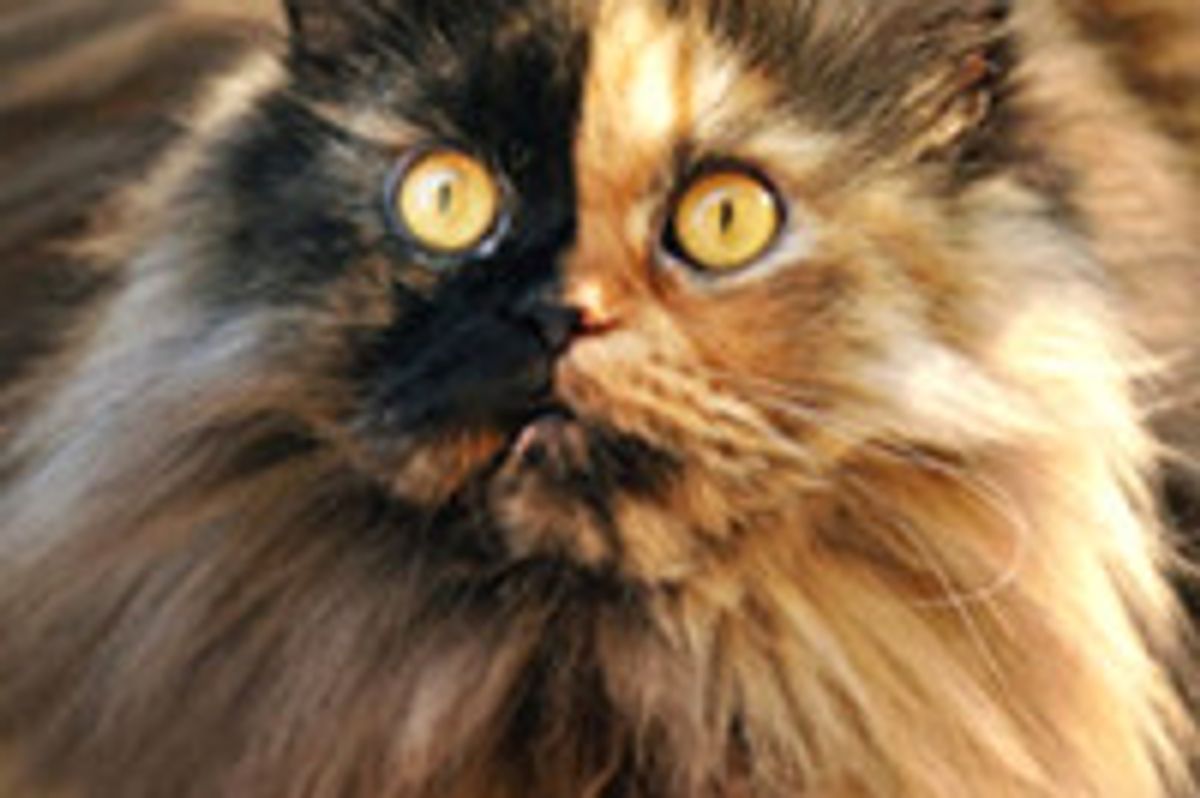 Puffy the Two-faced Cat Finds New Home