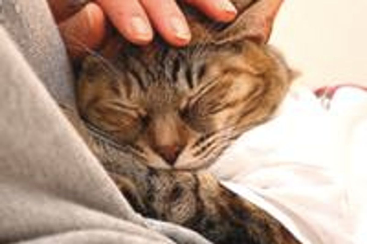 Journey of a Rescue Stray