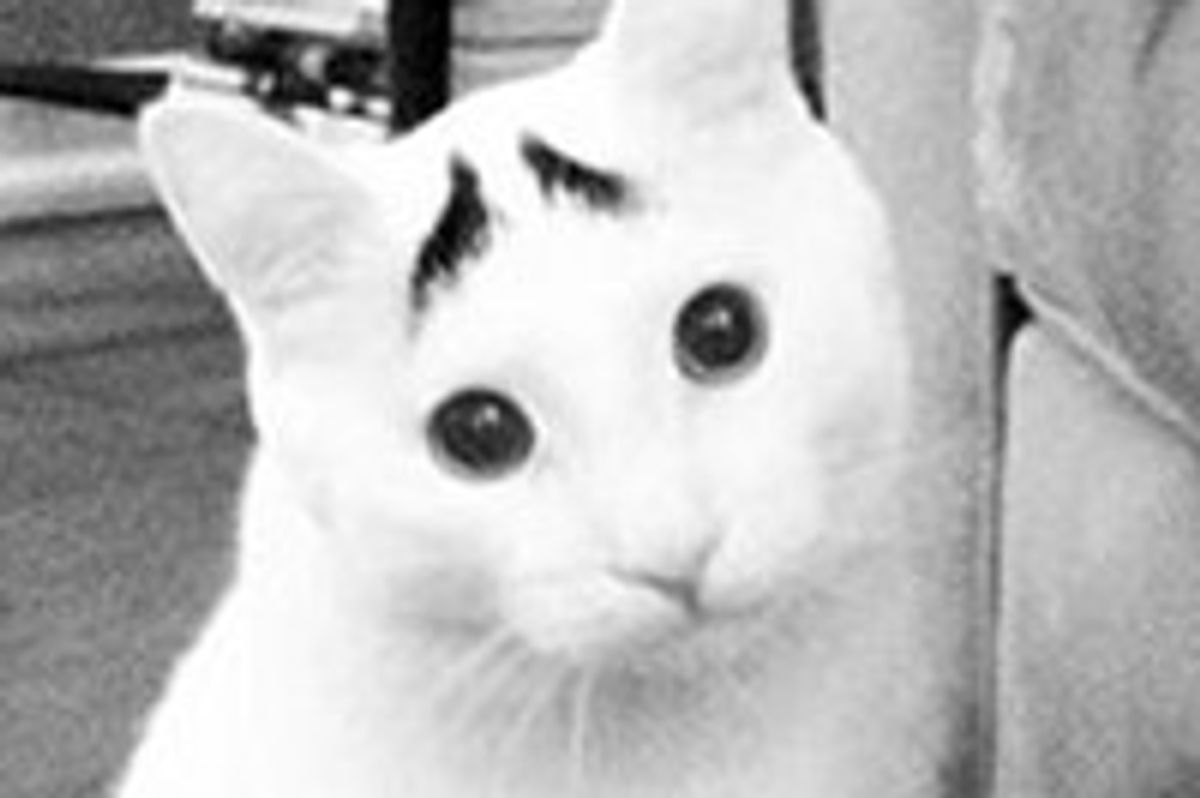 Sam the Cat with Eyebrows and a Permanent Worried Face