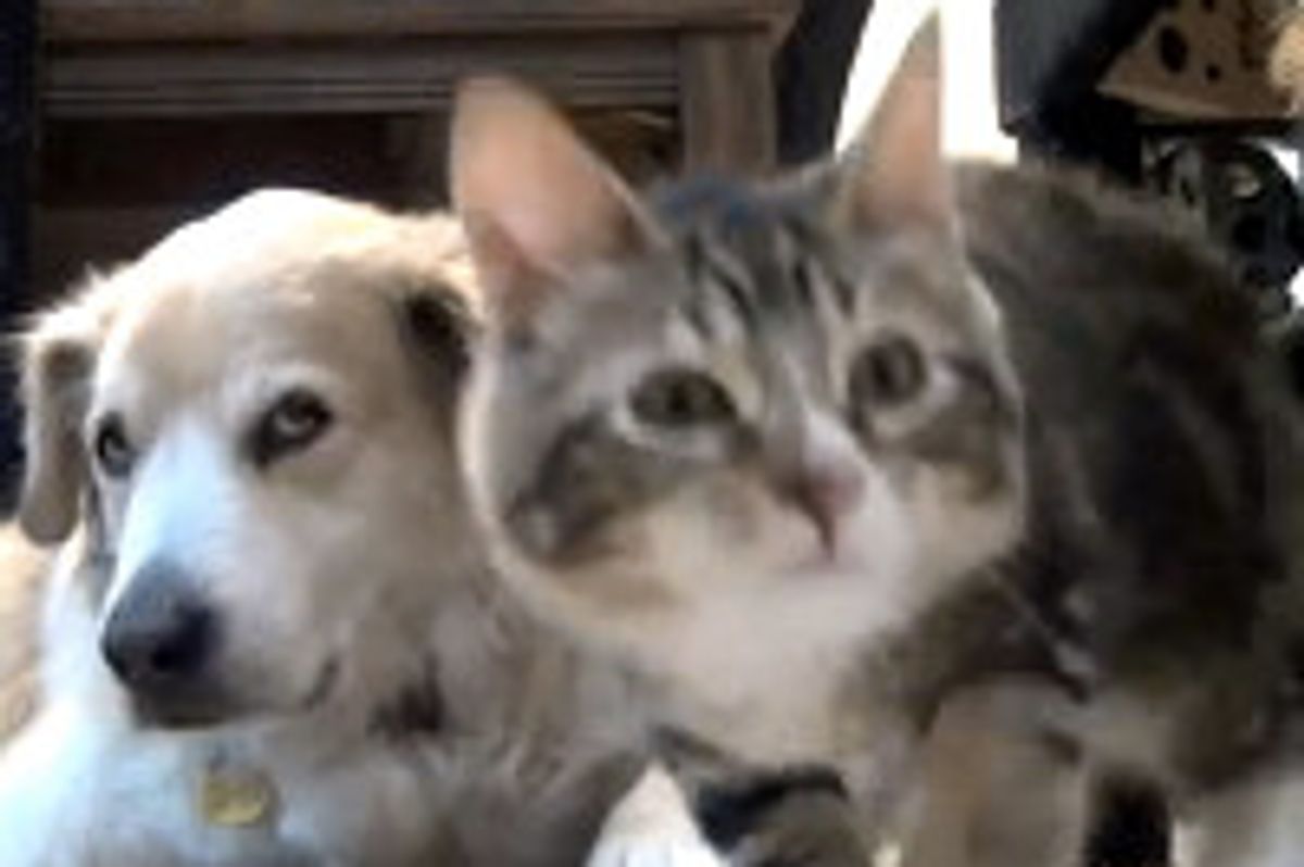 Wobblepants the Wobbly Kitty Play Time with Dog