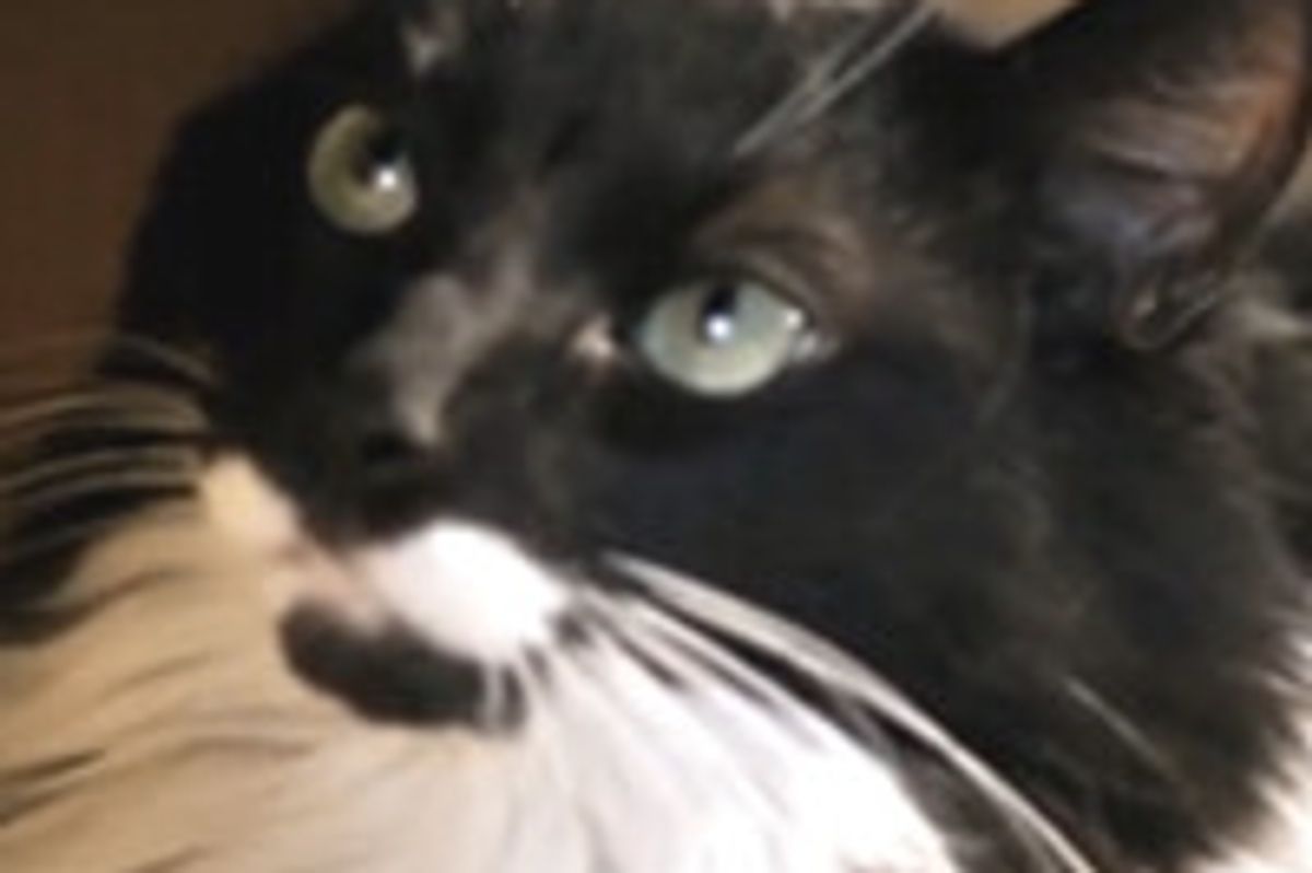 The Trials and Tribulations of Patrick Chesterfield II