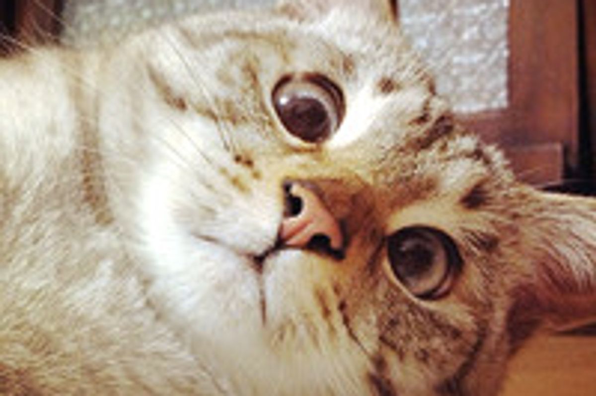 Cocomo the Cross Eyed Cat