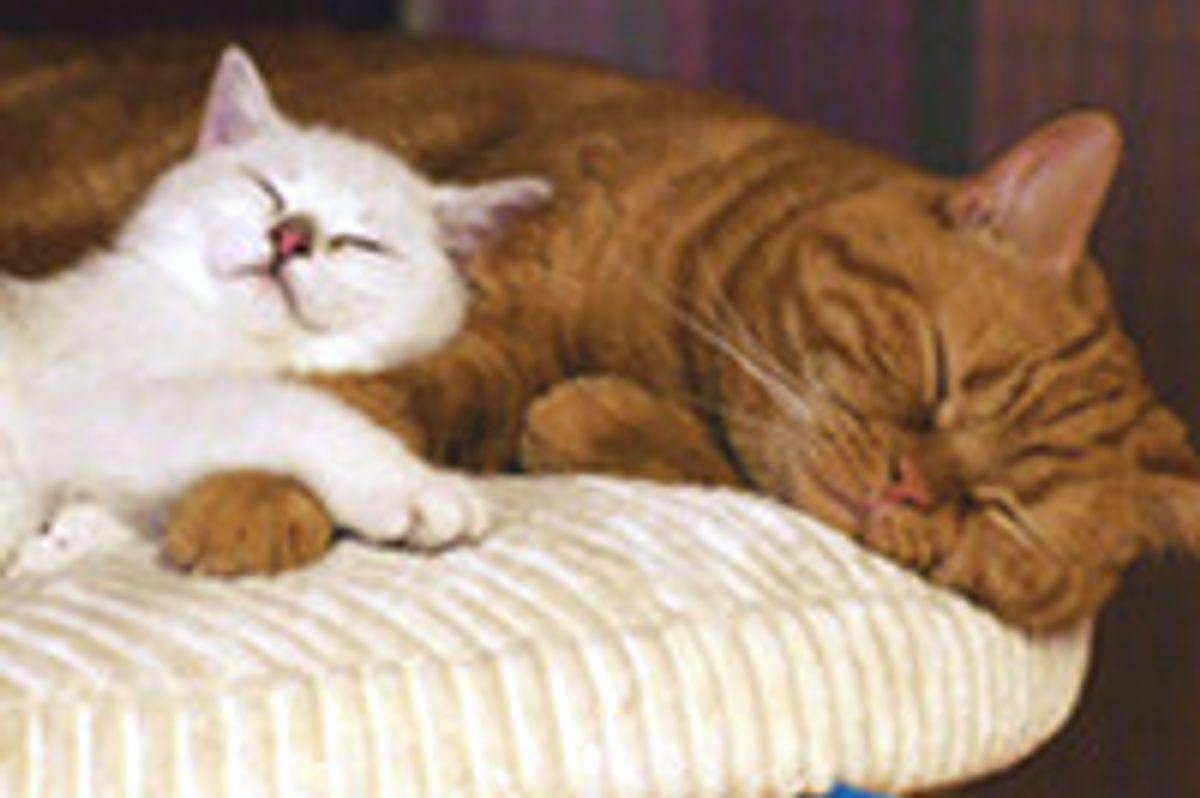 A New Furry Friendship